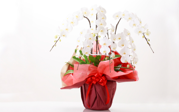 まだ画像が設定されていません。